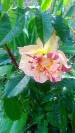 WP_20130705_003.webp