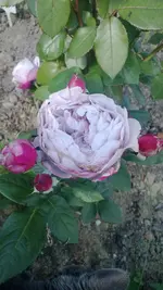 WP_20130705_005.webp
