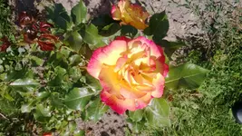 WP_20130705_007.webp