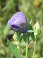 Ballonblume.webp