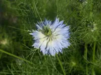 Jungfer.webp