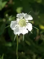 Weiße Wittwenblume.webp
