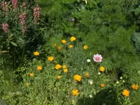 HPIM9748.webp