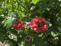 HPIM9756.webp
