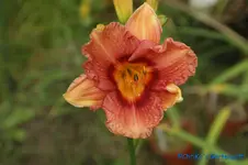 DSC09822+.webp