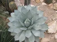 122.webp