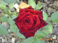 garten juli 05 009.webp
