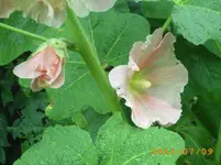 garten juli 04 011.webp