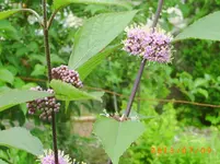 garten juli 04 012.webp