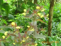 garten juli 04 018.webp