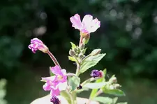 Pflanze unbekannt 2.webp