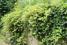 Blüten 001.webp