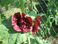 DSCF3688.webp