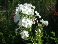 DSCF3690.webp