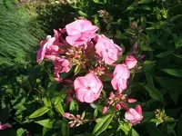 DSCF3689.webp