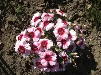 DSCF3691.webp