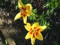 DSCF3694.webp