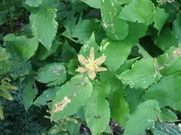 DSCF3704.webp