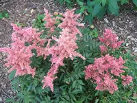 DSCF3703.webp