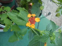 CIMG7329.webp