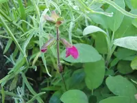 CIMG7339.webp