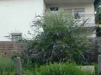 CIMG7376.webp
