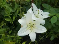 CIMG7362.webp