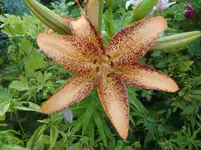 CIMG7359.webp