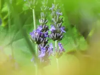 CIMG4007.webp