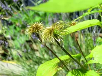 CIMG4008.webp