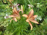 CIMG7360.webp