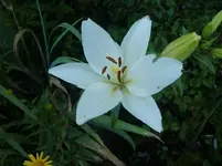 CIMG7384.webp