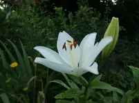 CIMG7392.webp
