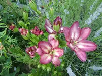 CIMG7365.webp