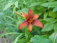 CIMG7387.webp