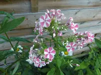 CIMG7374.webp