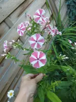 CIMG7375.webp