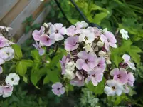 CIMG7355.webp