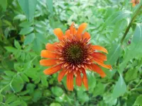 CIMG7421.webp