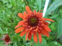 CIMG7419.webp