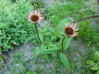 CIMG7425.webp