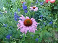 CIMG7373.webp
