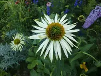 CIMG7366.webp