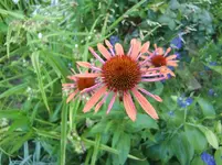CIMG7367.webp