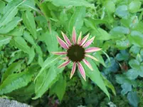 CIMG7411.webp