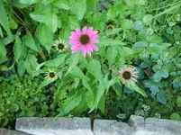 CIMG7410.webp