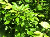 CIMG4013.webp