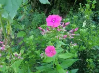 CIMG7386.webp