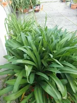 CIMG7437.webp