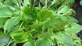 DSCN5072.webp
